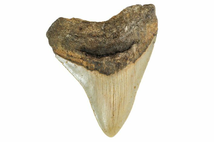 Fossil Megalodon Tooth - North Carolina #161437